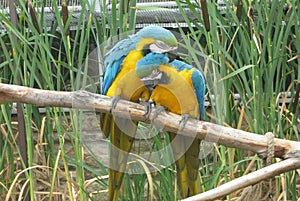 Love of Macaws in an aviary, safari park, England