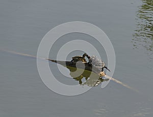 Love-making of two tortoises or terrapin on the fallen tree in pond, Sofia