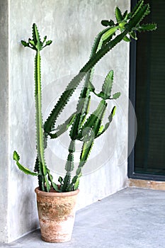 love with Malayan spurge tree cactus