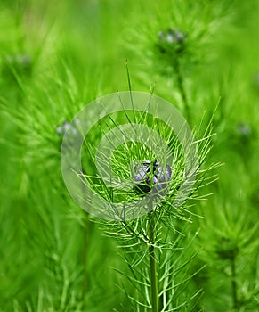 Love in a mist