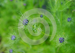 Love in a mist