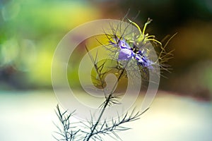 Love-in-a-mist blue flower - Nigella damascena