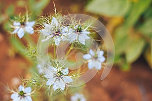 Love-in-a-mist the flower blossom