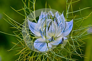 Love in the Mist Flower Bud