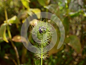 Love in a mist flower bud