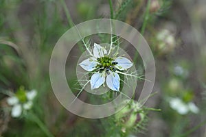 Love-in-a-mist flower