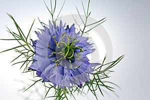 Love-in-a-mist flower (Nigella damascena)