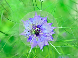 Love in a Mist Flower