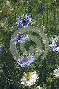 Love-in-a-mist flowers and seed heads.