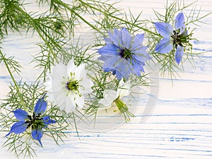 Love-in-a-mist flowers on a white wooden board