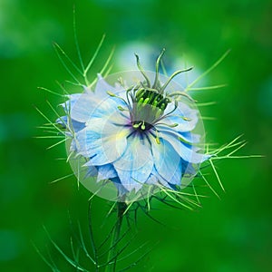 Love-in-the-mist - Nigella Damascena