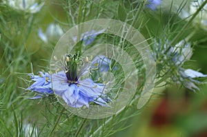 Love in a mist Nigella damascena blue flower