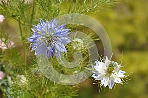 Love in a mist Nigella damascena blue flower