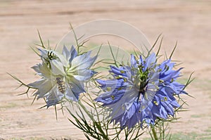 Love in a mist Nigella damascena blue flower