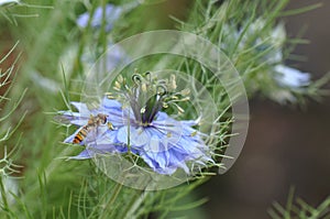 Love in a mist Nigella damascena blue flower