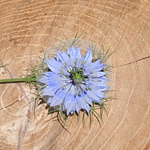 Love in a mist Nigella damascena blue flower