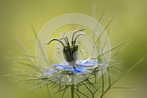 Love-in-a-mist & x28;Nigella damascena& x29; flower and bracts