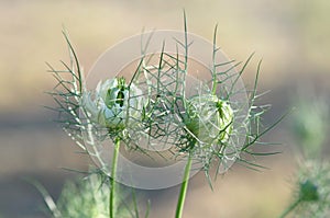 Love in a mist Nigella damascena flower