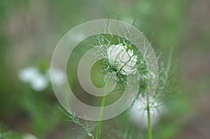 Love in a mist Nigella damascena flower