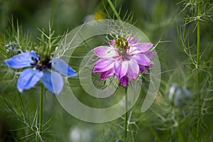 Love-in-a-mist - Nigella damascena flower with details