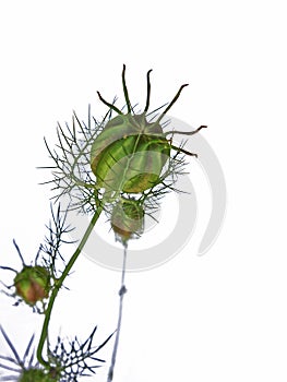 Love-in-a-Mist Nigella Damascena plant