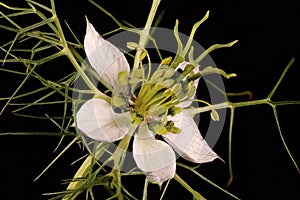 Love-in-a-Mist (Nigella damascena). Single Flower Closeup