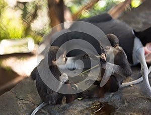 Love, monkey Babes eat, monkeys play next to mother