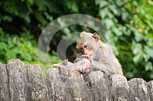 Love of the mother