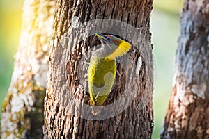 Love of mother.Beautiful hungry juvenile bird and mother.