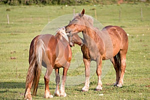 Love in nature