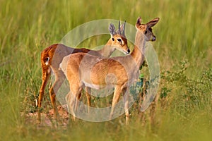 Love in nature. Steenbok, Raphicerus campestris, fire burned destroyed savannah. Animal in fire burnt place, Cheetah lying in photo