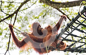 We love Orang Utans