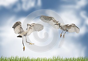 Love - pair of cranes on a meadow