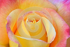 Love and Peace Rose 01