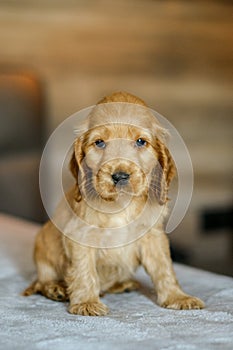 Love for pets. Baby Cocker Spaniel puppy lies on the bed in the house.