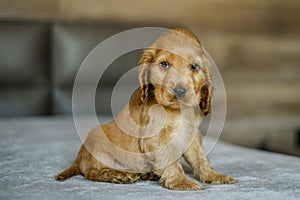 Love for pets. Baby Cocker Spaniel puppy lies on the bed in the house.