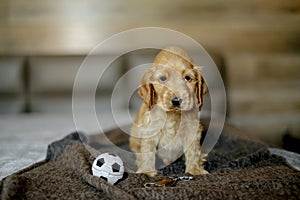 Love for pets. Baby Cocker Spaniel puppy lies on the bed in the house.