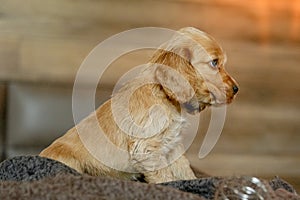 Love for pets. Baby Cocker Spaniel puppy lies on the bed in the house.