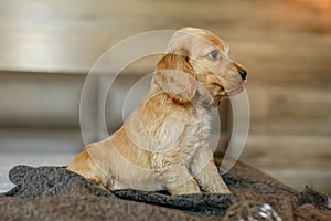 Love for pets. Baby Cocker Spaniel puppy lies on the bed in the house.