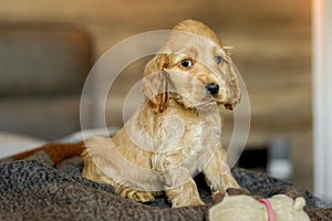 Love for pets. Baby Cocker Spaniel puppy lies on the bed in the house.