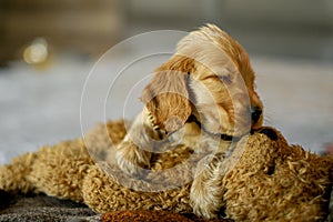 Love for pets. Baby Cocker Spaniel puppy lies on the bed in the house.