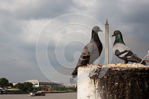 Love pigeons