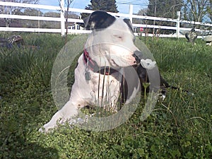 For the Love Of Pitbulls