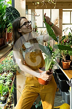 Love of plant care: woman gardener work with houseplants in big greenhouse with different flowers