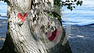 Love and protect trees