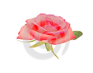 A love red rose head isolated