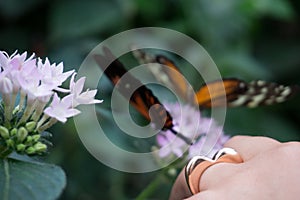 Love ring with butterflies in the background