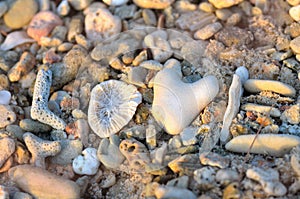 Love in Rocks and Coral