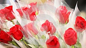 Love romance and affection. bright red roses and stems