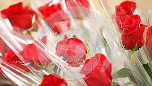 love romance and affection. bright red roses and stems